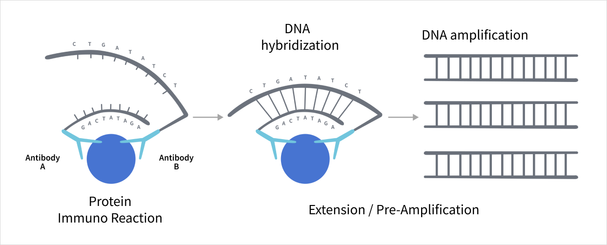 Olink PEA(Proximity Extension Assay)