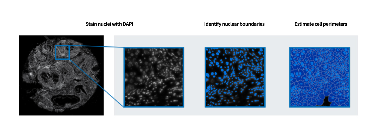 Stain nuclei with DAPI / Identify nuclear boundaries / Estimate cell perimeters